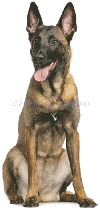 Belgian Shepherd - Click Image to Close